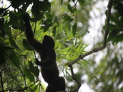 Mono Chorongo. Selva. Ecuador
